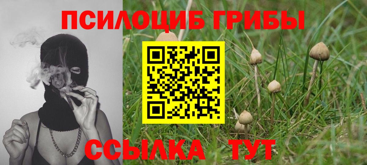Заринск  Галлюциногенные грибы Psilocybine cubensis  Вход с VPN 